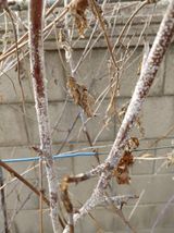 팜모닝 기타작물·병해충상담 게시글 이미지