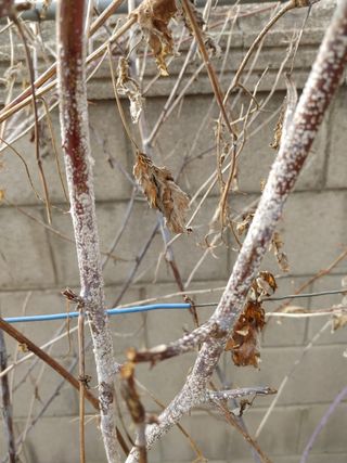 홍광문님의 기타작물 · 병해충상담 작성글 사진