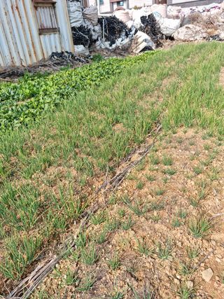 김광호님의 파 · 병해충상담 작성글 사진