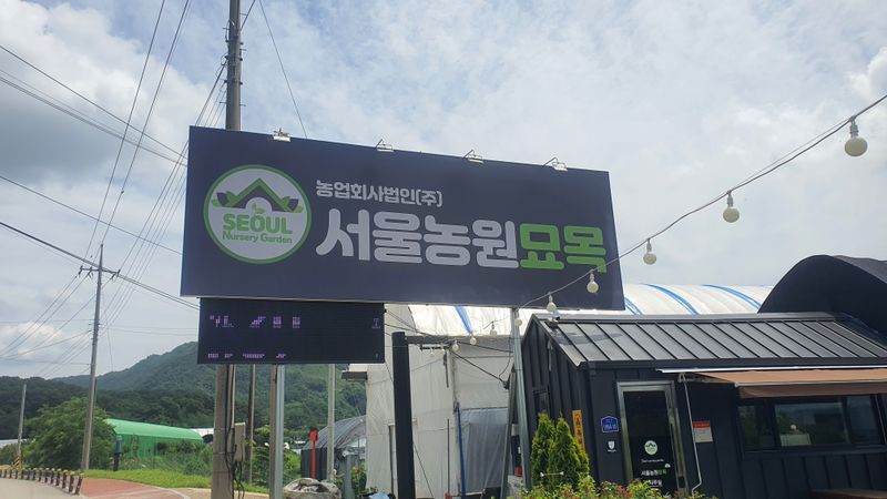 뿌리깊은나무농원님의 장터 판매 상품 [유실수 조경수 생산 전문농원 묘목 분양합니다.] 첨부 사진