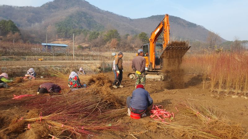 뿌리깊은나무농원님의 장터 판매 상품 [유실수 조경수 생산 전문농원 묘목 분양합니다.] 첨부 사진