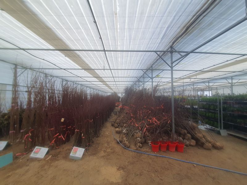 뿌리깊은나무농원님의 장터 판매 상품 [유실수 조경수 생산 전문농원 묘목 분양합니다.] 첨부 사진