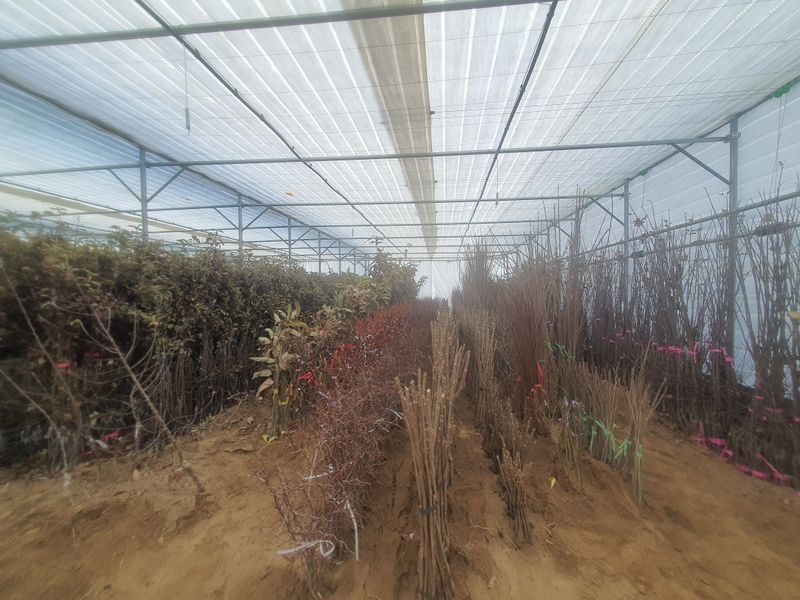 뿌리깊은나무농원님의 장터 판매 상품 [유실수 조경수 생산 전문농원 묘목 분양합니다.] 첨부 사진