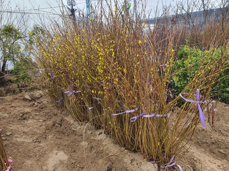 뿌리깊은나무농원님의 장터 판매 상품 [유실수 조경수 생산 전문농원 묘목 분양합니다.] 첨부 사진