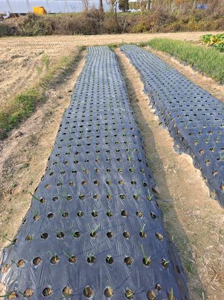 이재부님의 파 · 병해충상담 작성글 사진