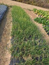 팜모닝 파·병해충상담 게시글 이미지