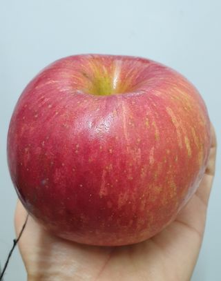 호랑이와인성이님의 사과 · 저장•가공 작성글 사진