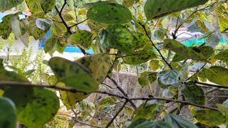 김창환님의 감 · 병해충상담 작성글 사진