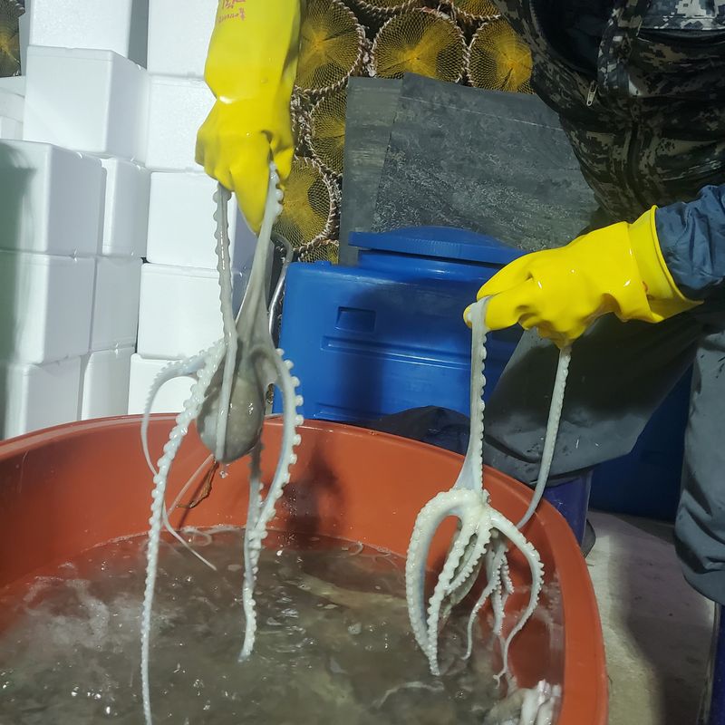 장터 상품 [낙지6키로] 썸네일