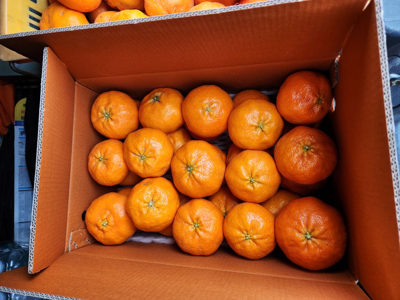 장터 상품 [레드향 10 kg] 썸네일