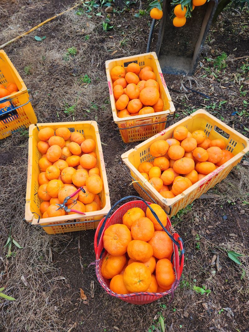 이경율님의 장터 판매 상품 [레드향 10 kg] 첨부 사진