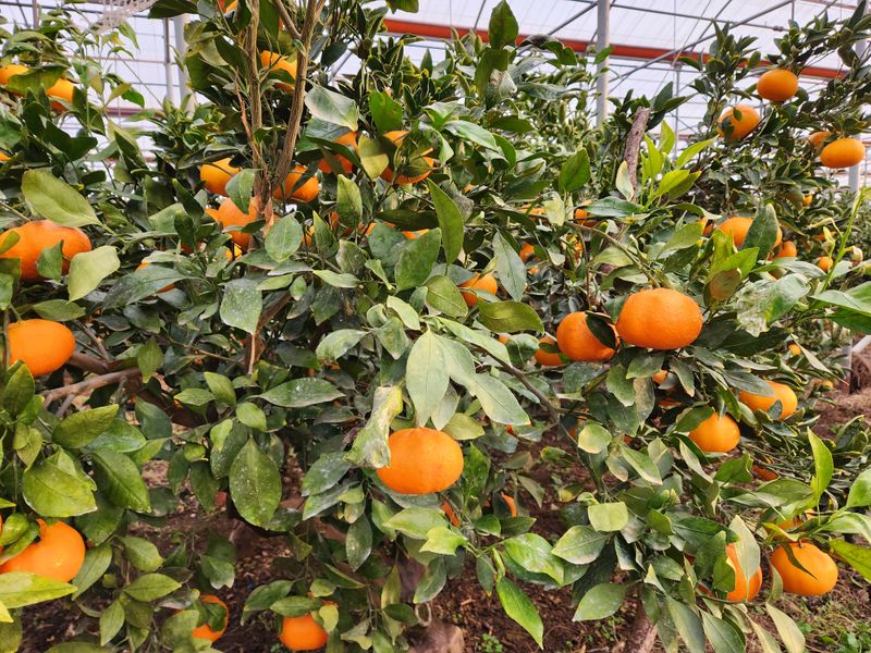 이경율님의 장터 판매 상품 [레드향 10 kg] 첨부 사진