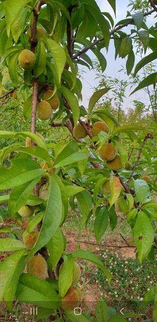 송하영님의 감자 · 자유게시판 작성글 사진