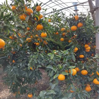 성민감귤농원님의 작성글 사진