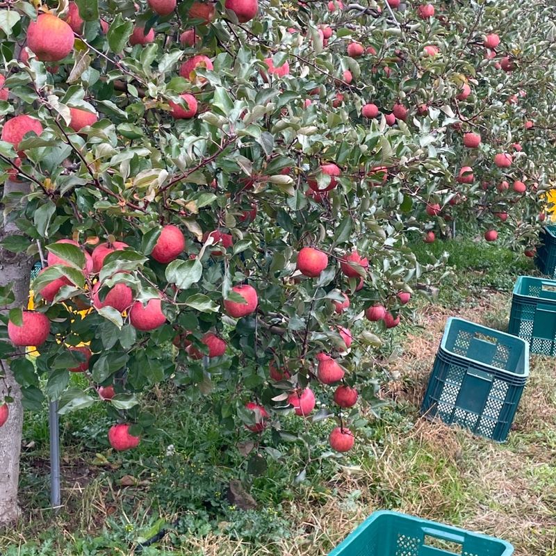 조순자님의 장터 판매 상품 [청송 부사 사과 판매] 첨부 사진