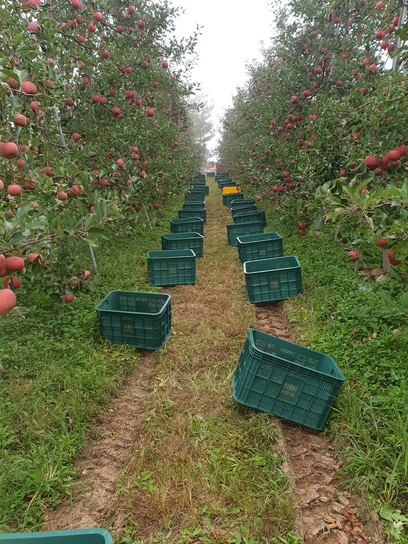 조순자님의 장터 판매 상품 [청송 부사 사과 판매] 첨부 사진