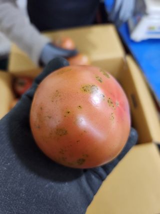 박원주님의 토마토 · 품종•종자 작성글 사진