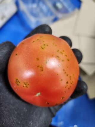 박원주님의 토마토 · 품종•종자 작성글 사진