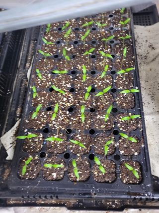 불광이면불급님의 고추 · 파종•정식 작성글 사진