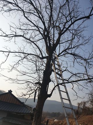 세미골곶감님의 감 · 자유게시판 작성글 사진