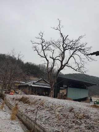 세미골곶감님의 감 · 자유게시판 작성글 사진