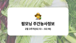 배추 농사도우미님의 배추 · 파종•정식 작성글 사진