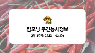 고추 농사도우미님의 고추 · 파종•정식 작성글 사진