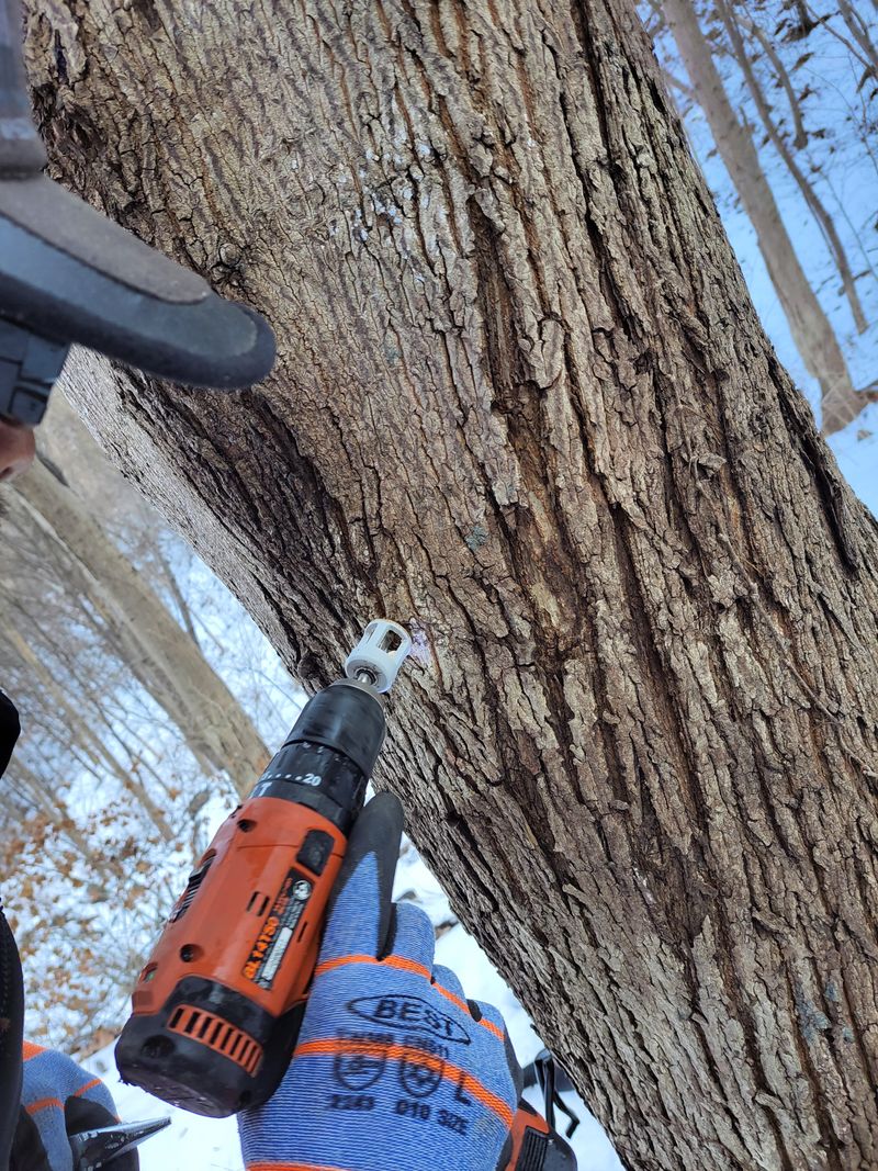 정완희 님의 장터 판매 상품 [구례백운산고로쇠4.3×4] 첨부 사진