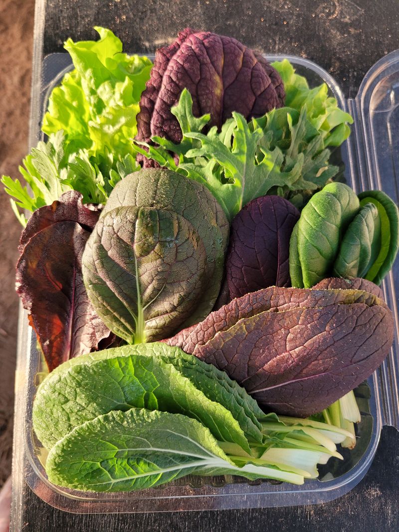 장터 상품 [유럽샐러드상추.  ] 썸네일