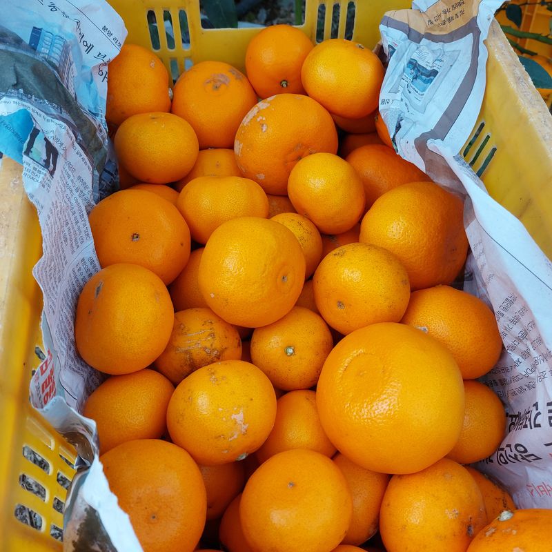 성민감귤농원님의 장터 판매 상품 [천혜향(공품)10kg] 첨부 사진