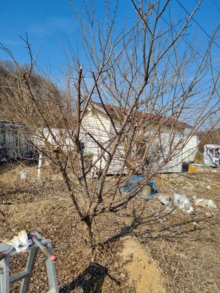 이천용님의 복숭아 · 자유게시판 작성글 사진