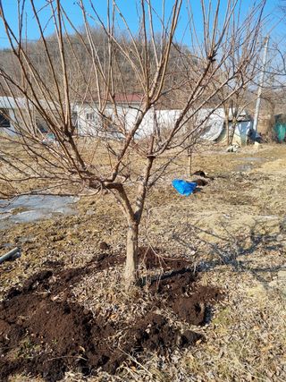 이천용님의 복숭아 · 자유게시판 작성글 사진