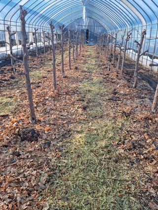 오학봉(멀티팜)님의 기타작물 · 자유게시판 작성글 사진