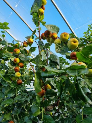 오학봉(멀티팜)님의 기타작물 · 자유게시판 작성글 사진