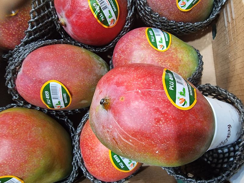 우정주님의 장터 판매 상품 [애플망고 칠레산    4키로 8수 항공] 첨부 사진