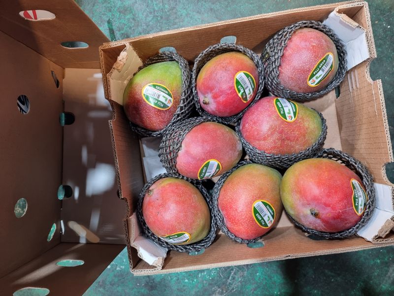 우정주님의 장터 판매 상품 [애플망고 칠레산    4키로 8수 항공] 첨부 사진