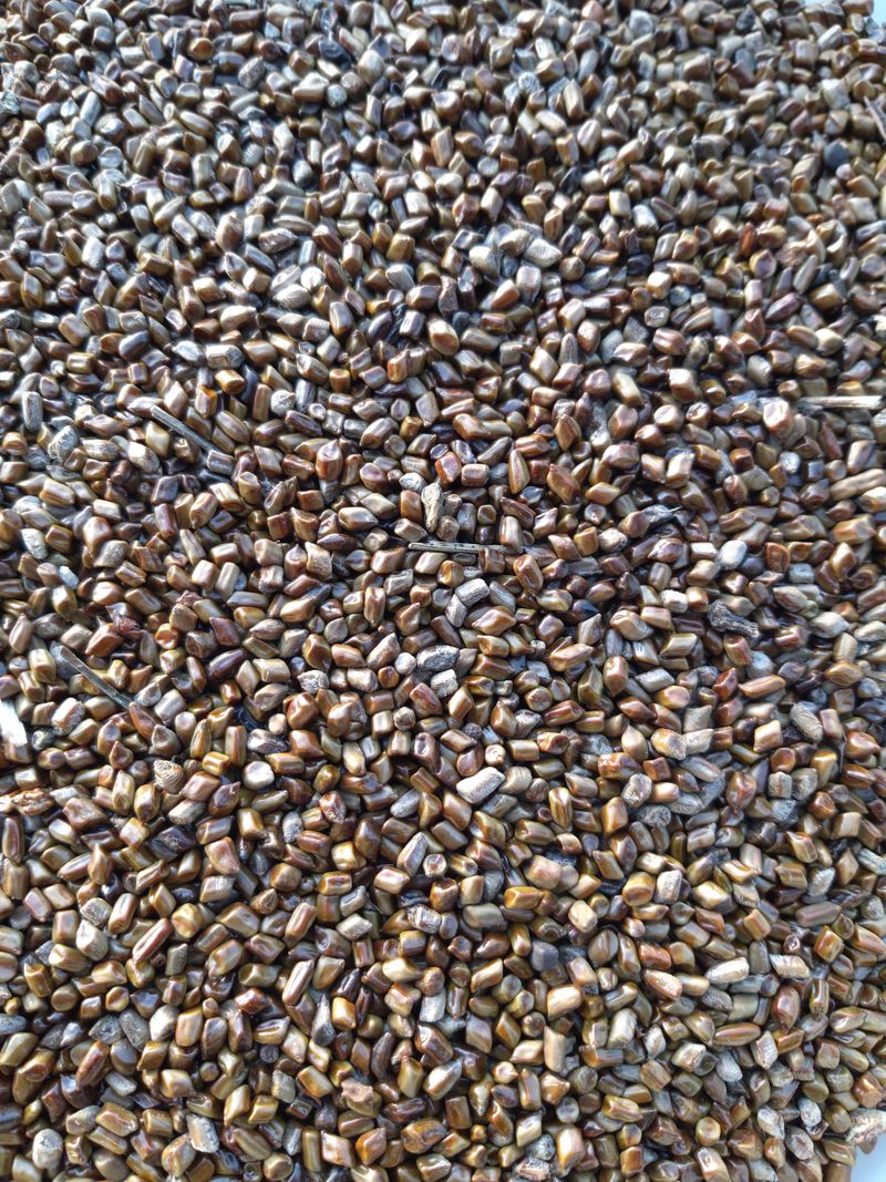 장터 상품 [결명자35kg] 썸네일