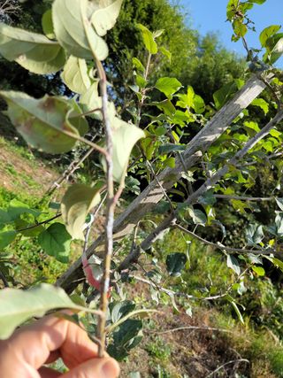 레인보님의 사과 · 병해충상담 작성글 사진