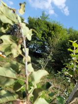 팜모닝 사과·병해충상담 게시글 이미지