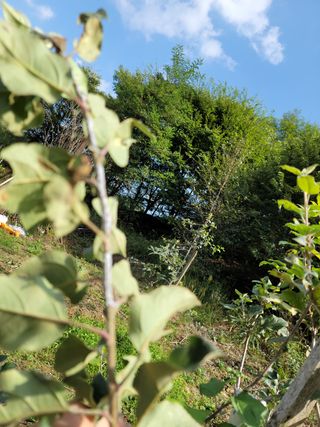 레인보님의 사과 · 병해충상담 작성글 사진