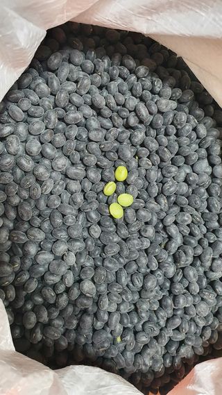 (이랑농장)김재한님의 콩 · 자유게시판 작성글 사진