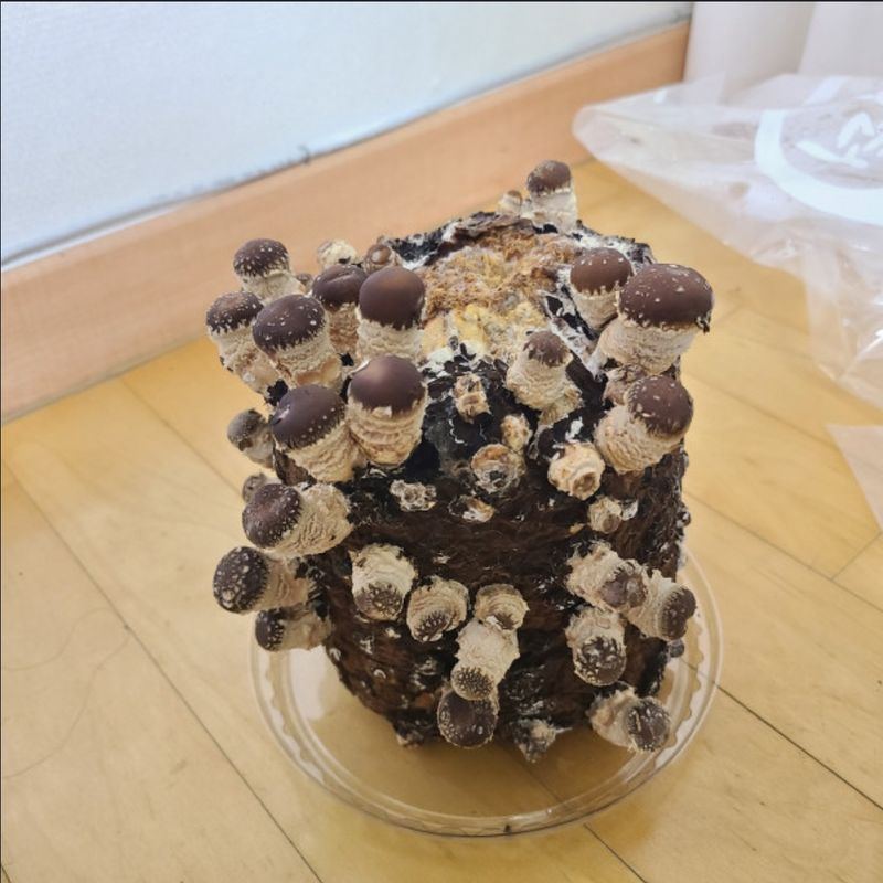 장터 상품 [*친환경& GAP인증* 국가인증 종자관리사가 만든 가정용 표고버섯키트 50세트 주말 한정진행합니다!! ] 썸네일