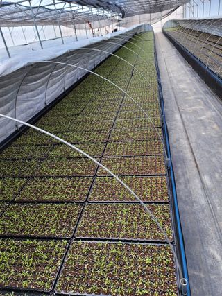 병풍취산채농원님의 기타작물 · 자유게시판 작성글 사진