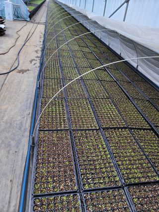 병풍취산채농원님의 기타작물 · 자유게시판 작성글 사진