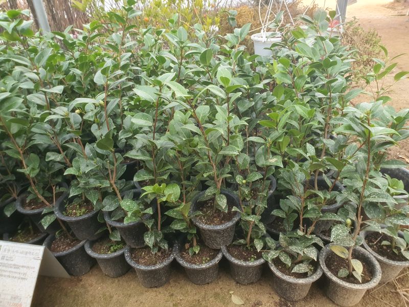 서울농원묘목님의 장터 판매 상품 [에메랄드그린 블루엔젤 블루애로우 문그로우] 첨부 사진