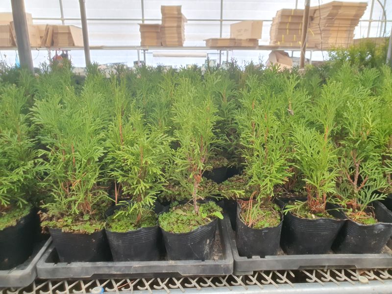 서울농원묘목님의 장터 판매 상품 [에메랄드그린 블루엔젤 블루애로우 문그로우] 첨부 사진