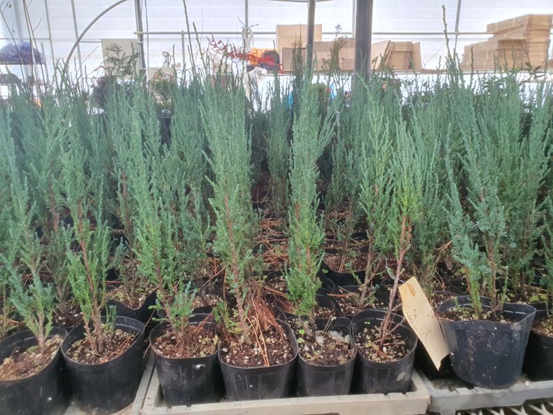 장터 상품 [에메랄드그린 블루엔젤 블루애로우 문그로우] 썸네일