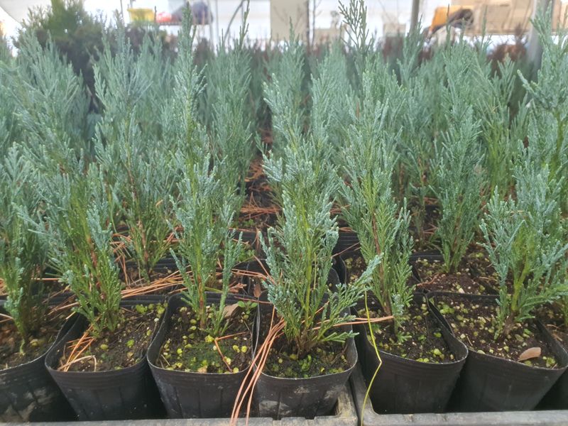 서울농원묘목님의 장터 판매 상품 [에메랄드그린 블루엔젤 블루애로우 문그로우] 첨부 사진