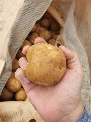 한농농약종묘사님의 감자 · 자유게시판 작성글 사진