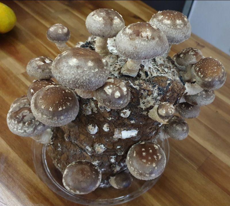 버섯스토리님의 장터 판매 상품 [** 친환경&GAP인증** 국가인증 종자관리사가 직접만든 가정용 표고버섯키트 50세트 한정판매!!] 첨부 사진